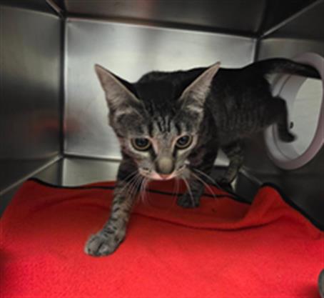 MAPLE, a cat for adoption from Mendocino Animal Control - Ukiah