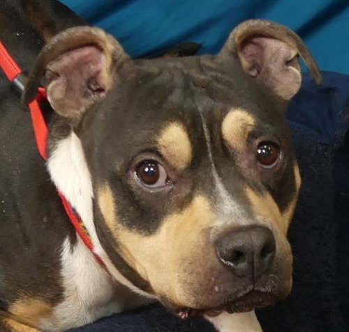 picture of the dog needing adoption