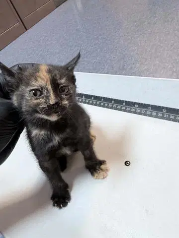 Sissy - Domestic Short Hair