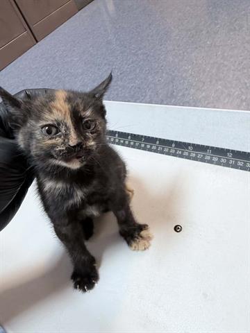 SISSY, a cat for adoption from Mendocino Animal Control - Ukiah