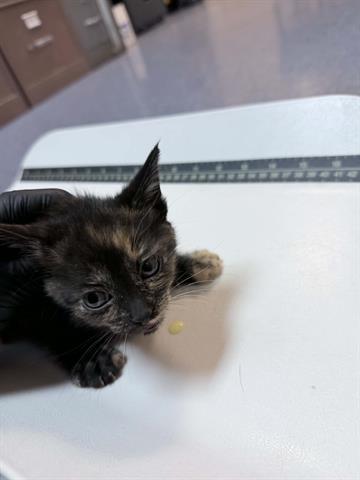 TURTLE, a cat for adoption from Mendocino Animal Control - Ukiah