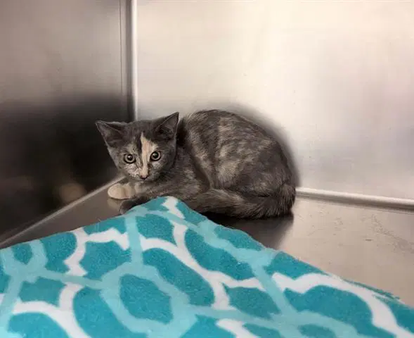 Blueberry - Domestic Short Hair