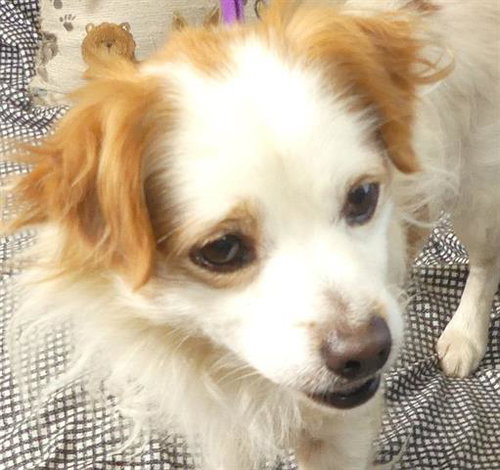 picture of the dog needing adoption