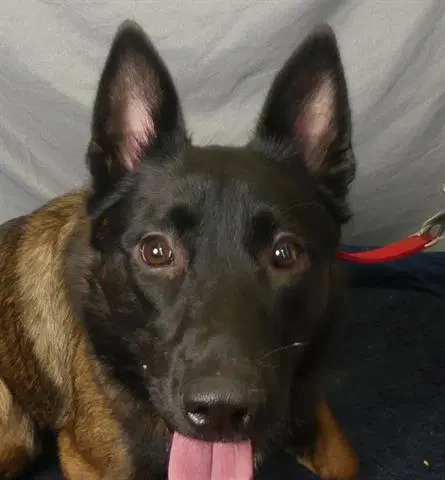 Kirk - Belgian Shepherd Malinois