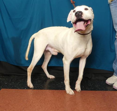 picture of the dog needing adoption