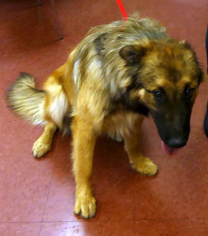 picture of the dog needing adoption