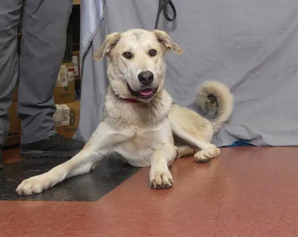 Hilda - Anatolian Shepherd