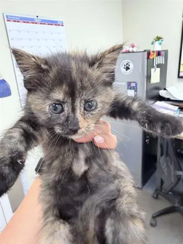 Shelly - Domestic Short Hair