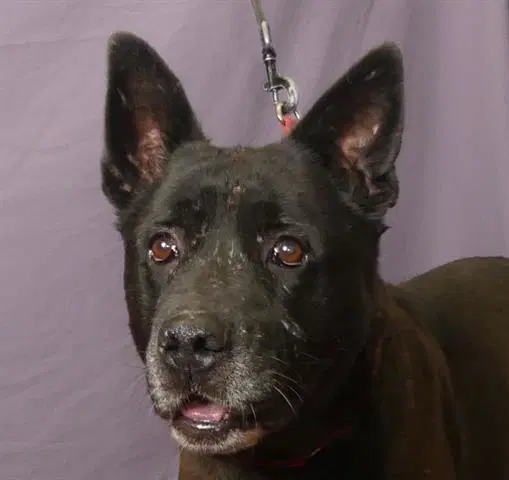 Kimber - Labrador Retriever