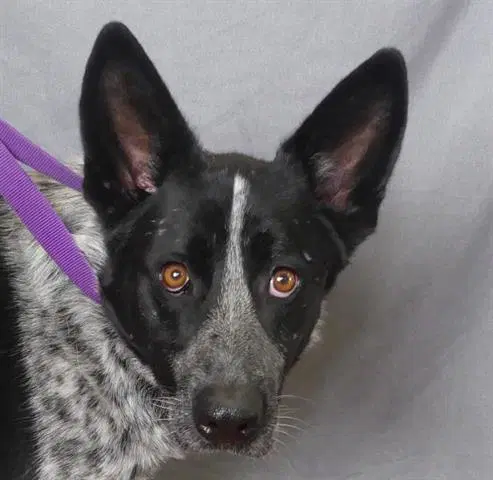 Banjo - Australian Cattle Dog/Blue Heeler