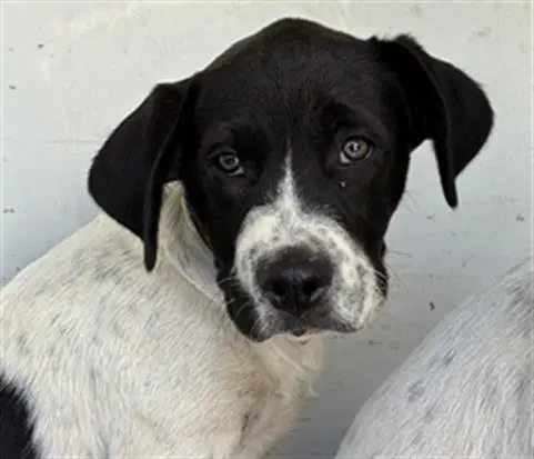 Link - Australian Cattle Dog/Blue Heeler