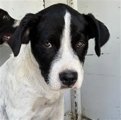 Tie - Australian Cattle Dog/Blue Heeler