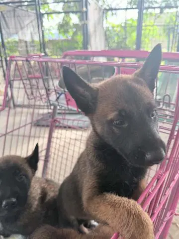 Dewey - Belgian Shepherd Malinois