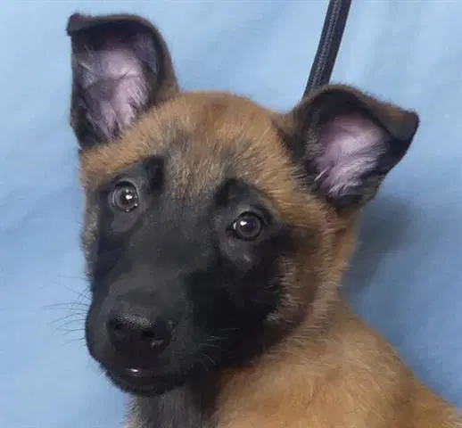 Dewey - Belgian Shepherd Malinois