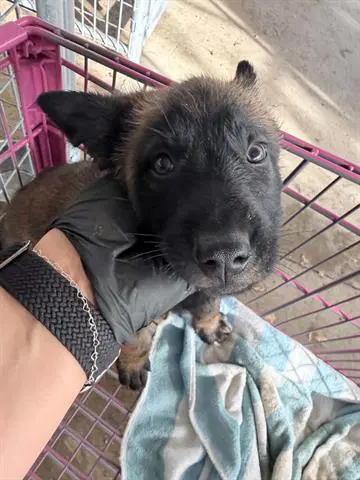 Huey - Belgian Shepherd Malinois