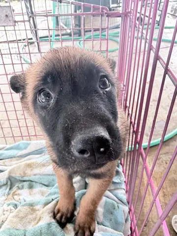 Louie - Belgian Shepherd Malinois