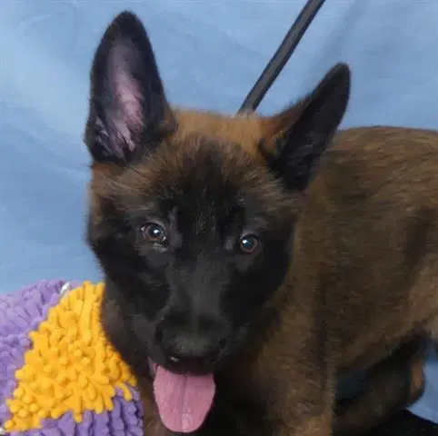 Louie - Belgian Shepherd Malinois
