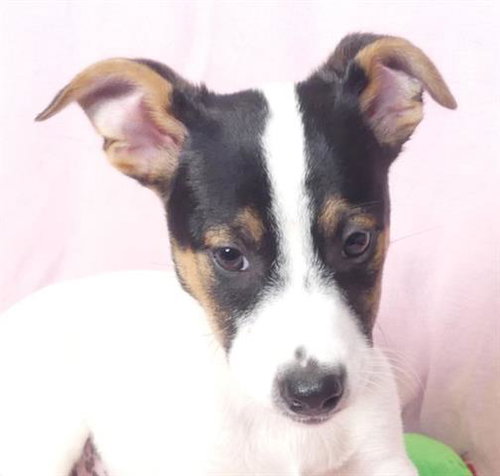 MS. SNOOPY, a dog for adoption from Mendocino Animal Control - Ukiah