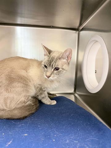 A216806, a cat for adoption from Mendocino Animal Control - Ukiah