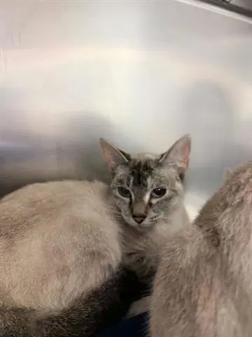 Unknown - Domestic Short Hair
