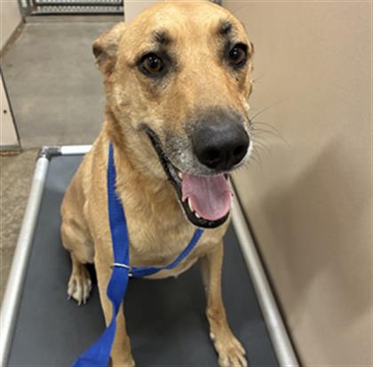 WRINKLES, a dog for adoption from Mendocino Animal Control - Ukiah