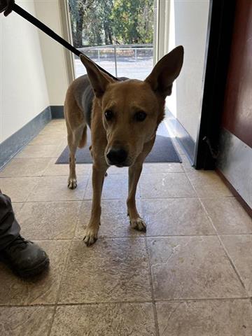 INDIGO, a dog for adoption from Mendocino Animal Control - Ukiah