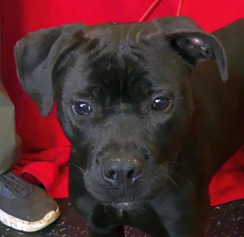 Coal - Boxer