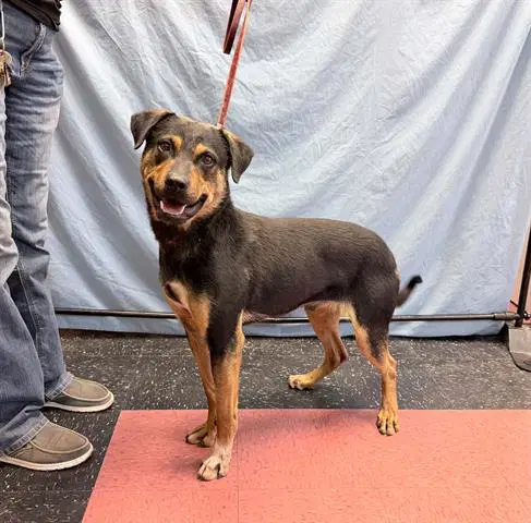 Ringling - German Shepherd Dog