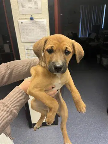 Kenzie - Black Mouth Cur