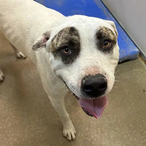 Bruiser - Pit Bull Terrier