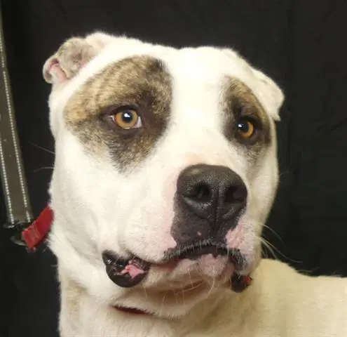 Bruiser - Pit Bull Terrier