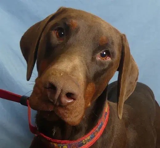 Buford - Doberman Pinscher