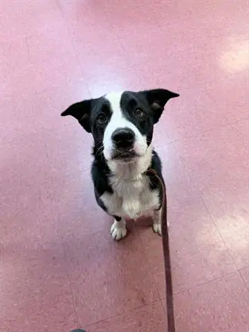 Joker - Border Collie