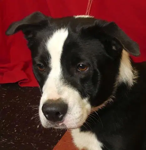 Joker - Border Collie