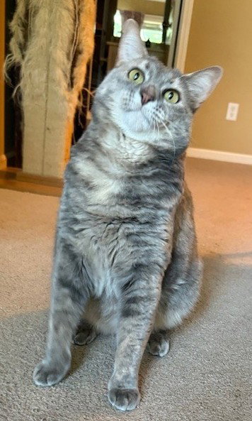 Cleopatra, Adult Domestic Short Hair / Torbie (short coat), cat for adoption in Sm, Kansas