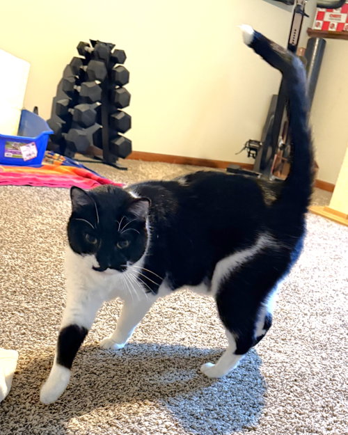 Antonio, an adoptable Domestic Short Hair in Lenexa, KS