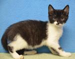 Antonio, Adult Domestic Short Hair (short coat), cat for adoption in Independence, Missouri