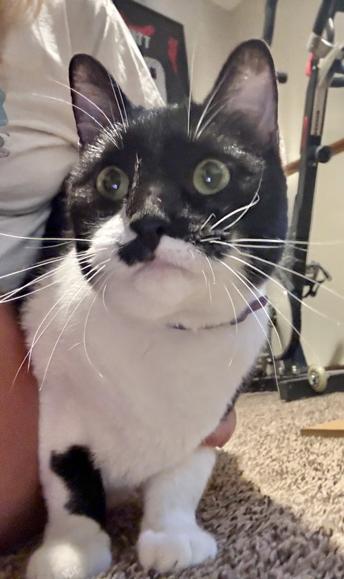Antonio, a cat for adoption from Kitty City KS