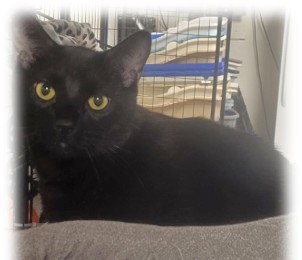 Bagheera