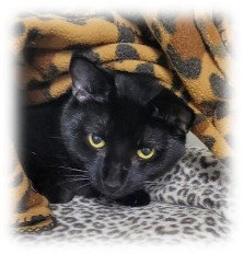 Photo 3 of Bagheera