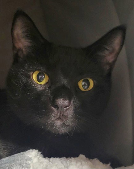 Photo 2 of Bagheera
