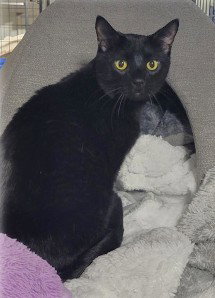 Photo 4 of Bagheera