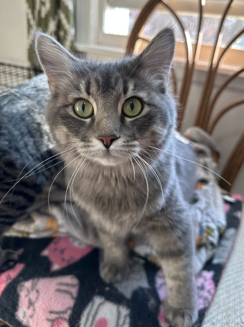 Rizzo and Gonzo, an adoptable Maine Coon in Lenexa, KS