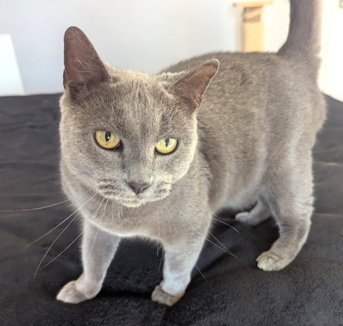 Nala, an adoptable Domestic Short Hair in Lenexa, KS