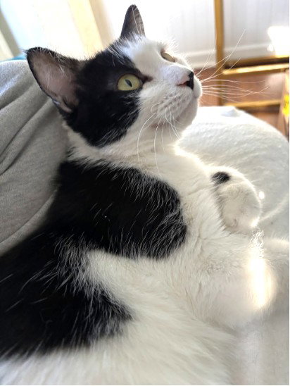Sylvie, an adoptable Domestic Short Hair in Lenexa, KS