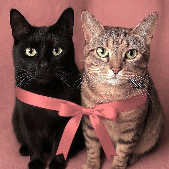 Onyx and Mickey