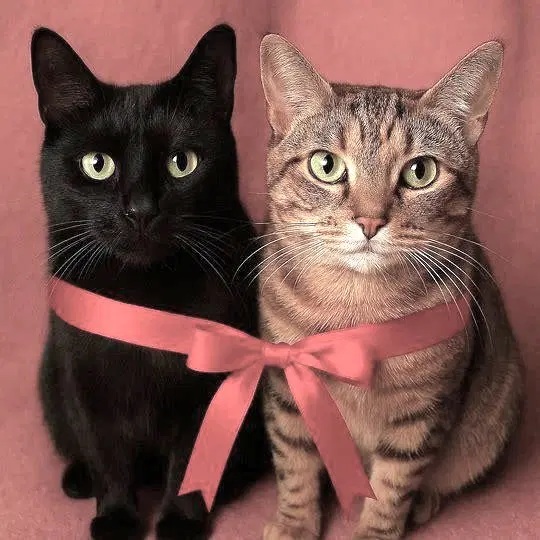 Onyx And Mickey image 1