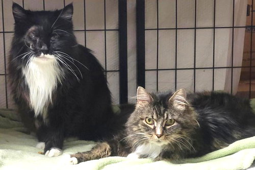 Tuxie and Roxie, an adoptable Domestic Long Hair in Lenexa, KS