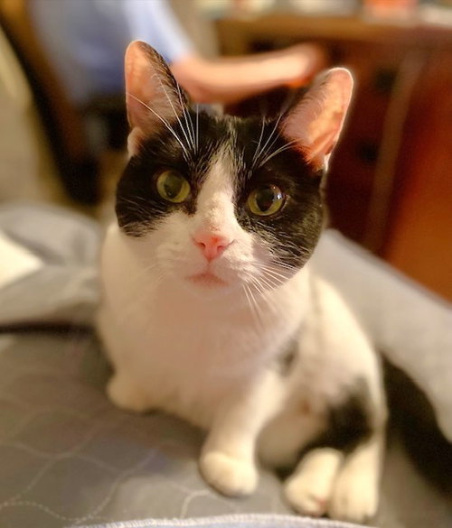 Photo 2 of Kitty