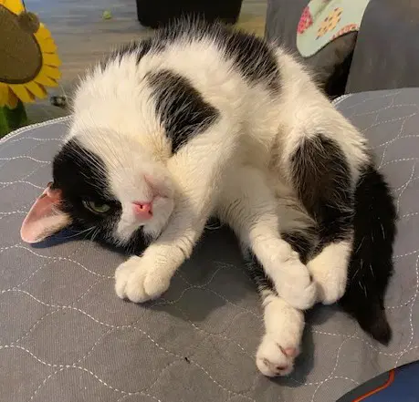 Kitty image 3